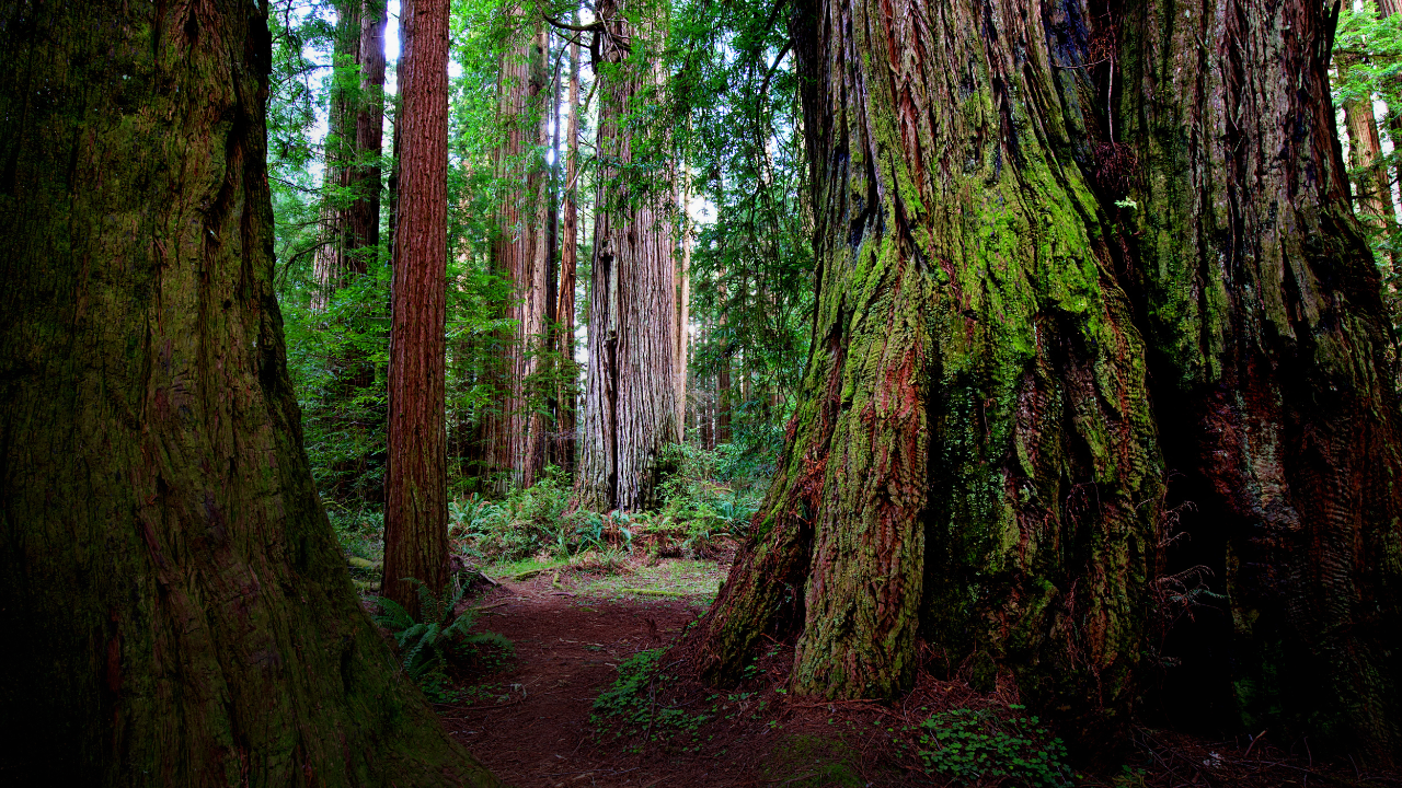 What redwood trees can teach us about relationships
